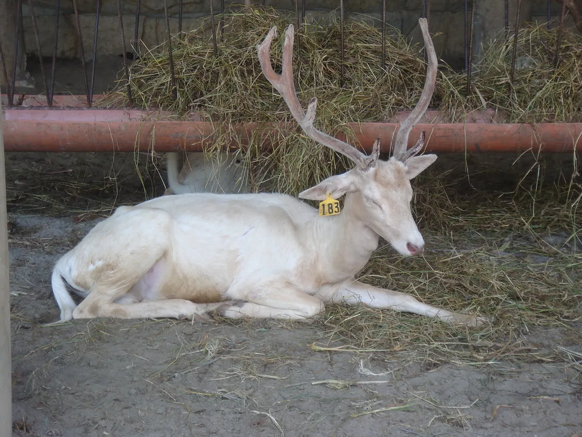 Baluarte Zoo