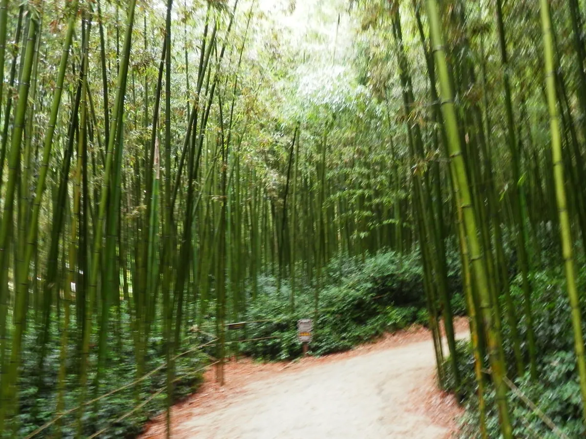 Bamboo Forest