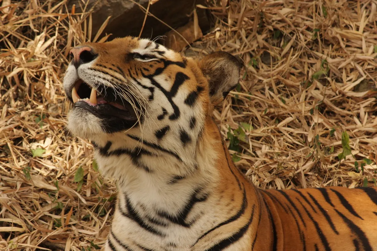 Bannerghatta National Park