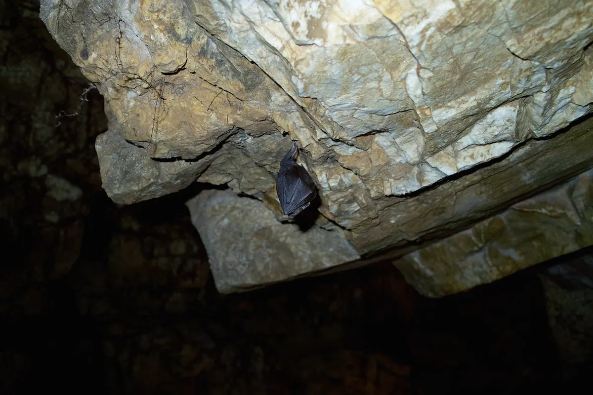 Bat Cave