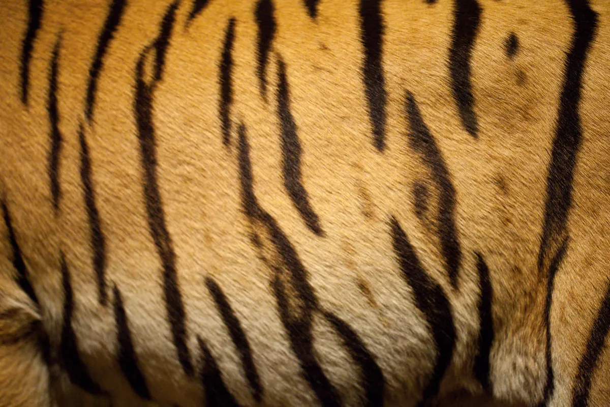 Bengal Natural History Museum