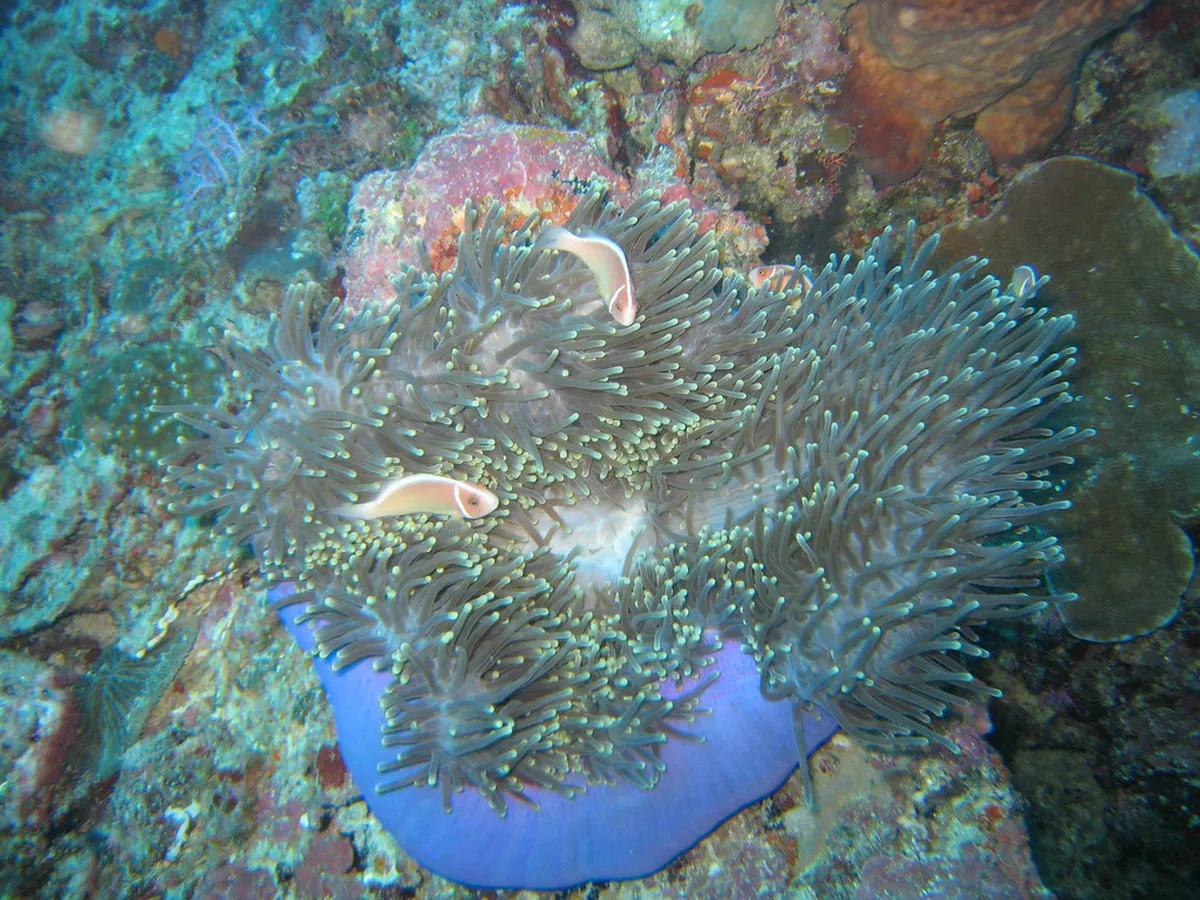Bunaken National Park