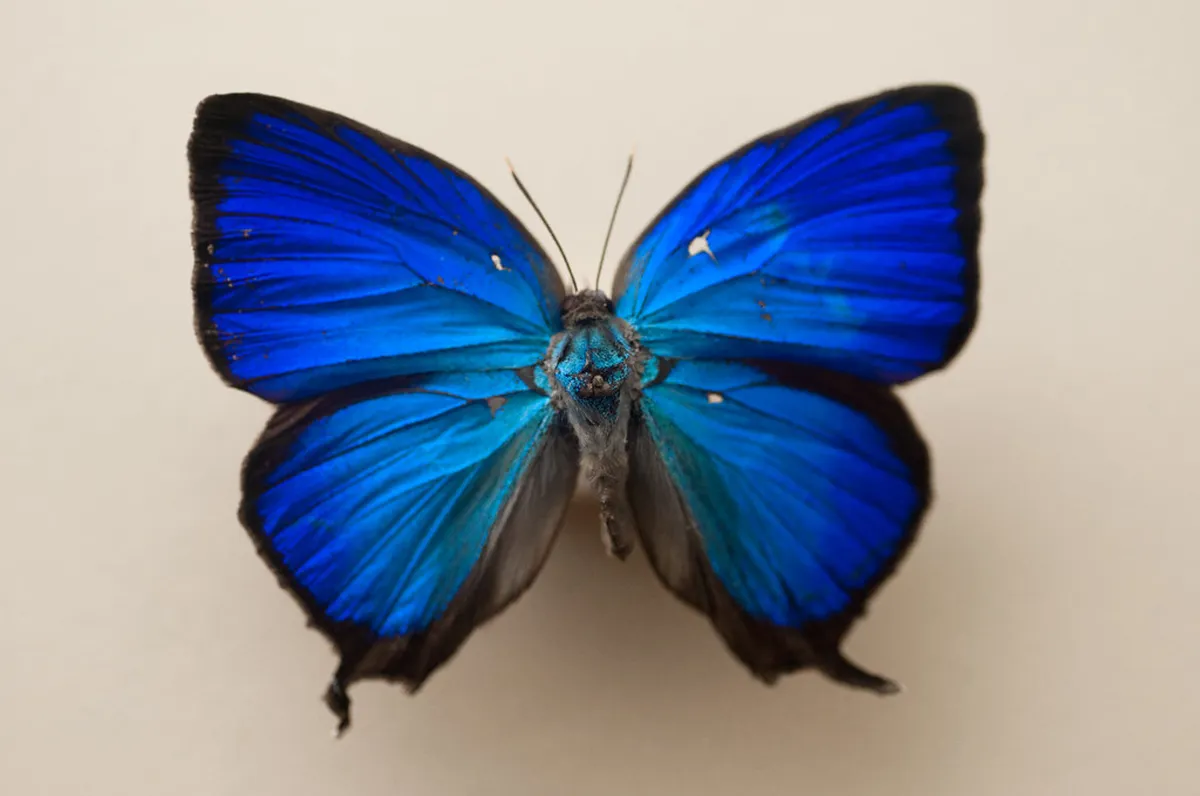 Butterfly Museum