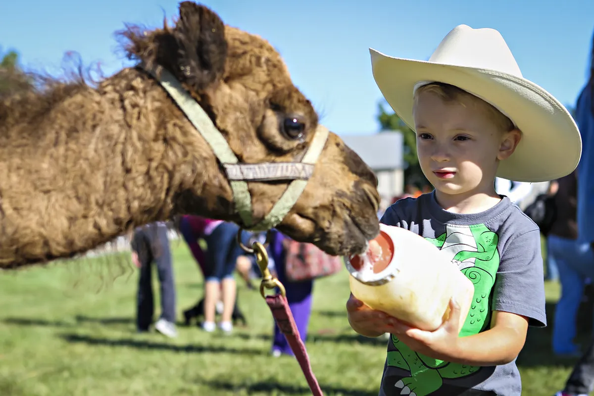Camel Research Farm