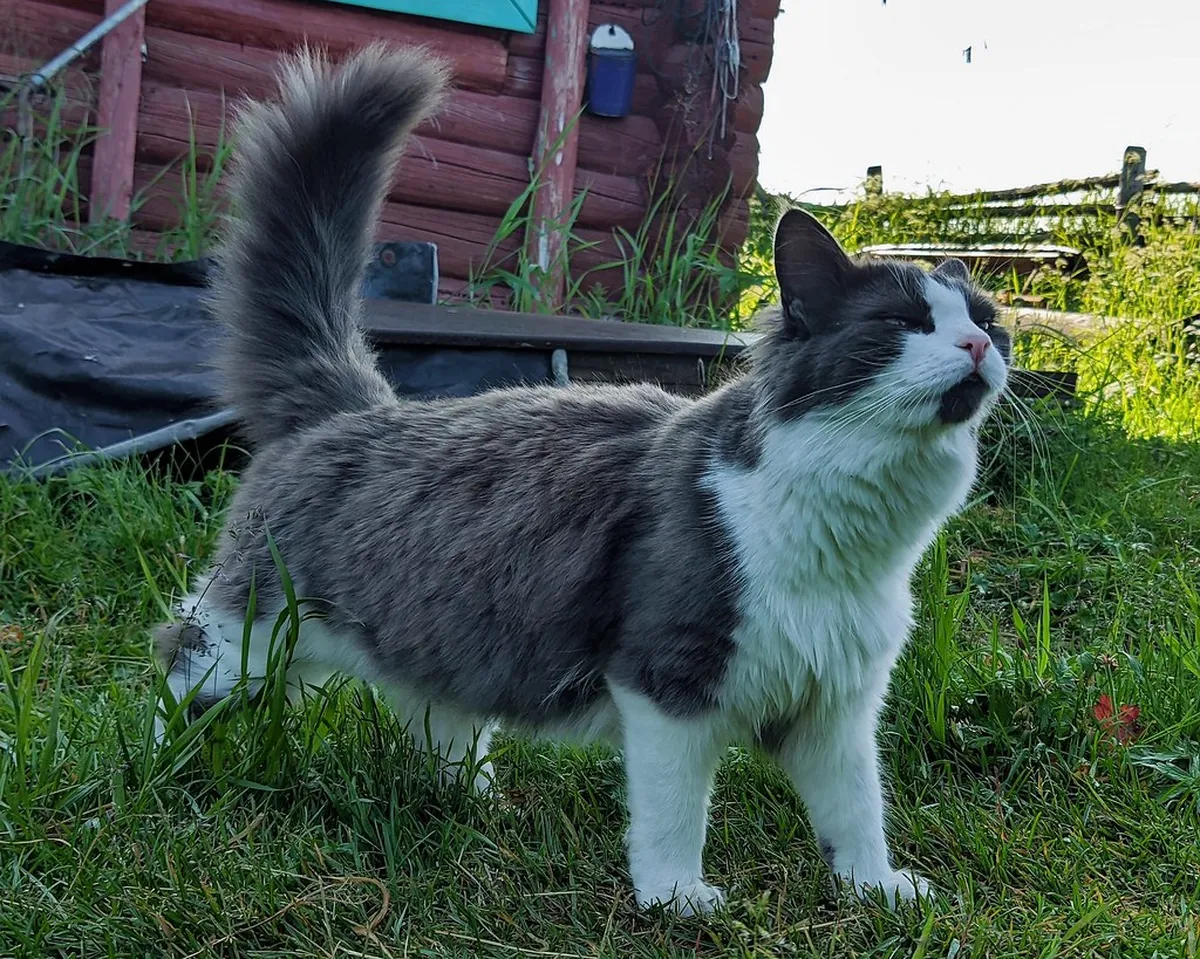 Cat Cat Village
