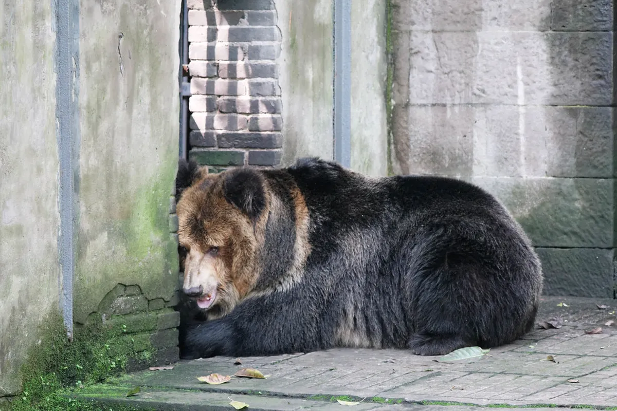 Chongqing Zoo