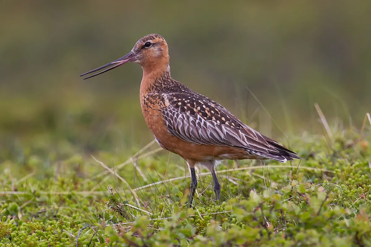 Chundikulam National Park