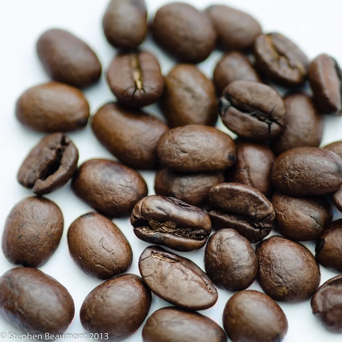 Coffee Bean Plant