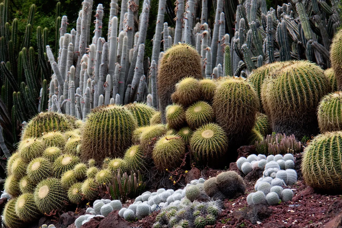 Coral Garden