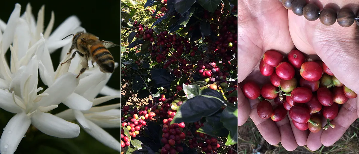 Dalat's Flower Farms