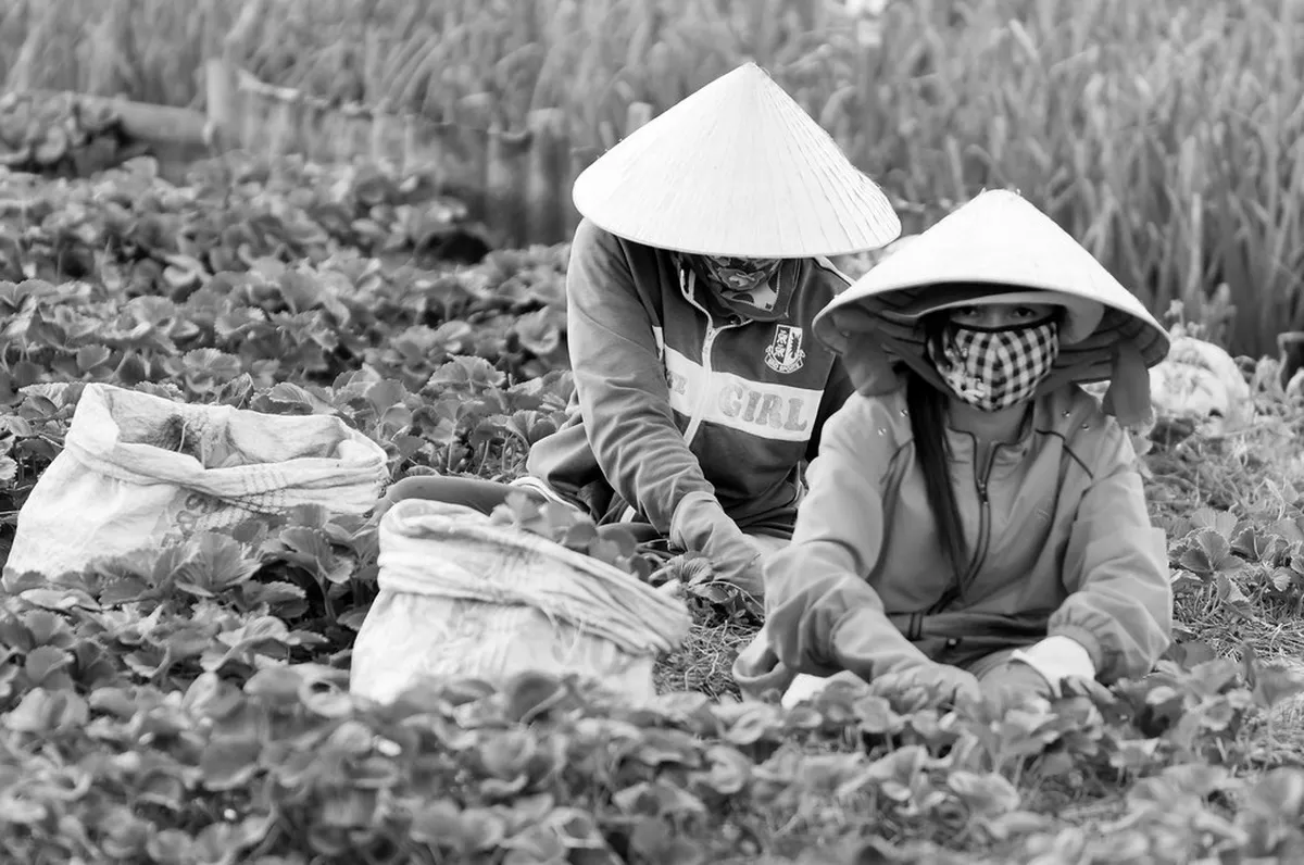 Dalat Strawberry Farms