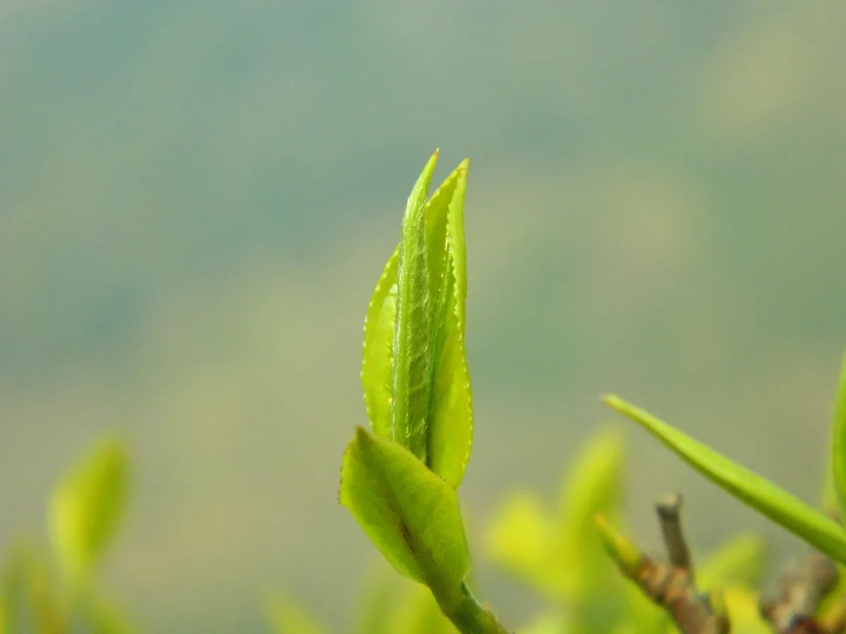 Introduction to darjeeling highlights