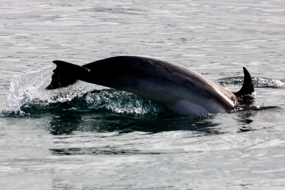 Dolphin Bay