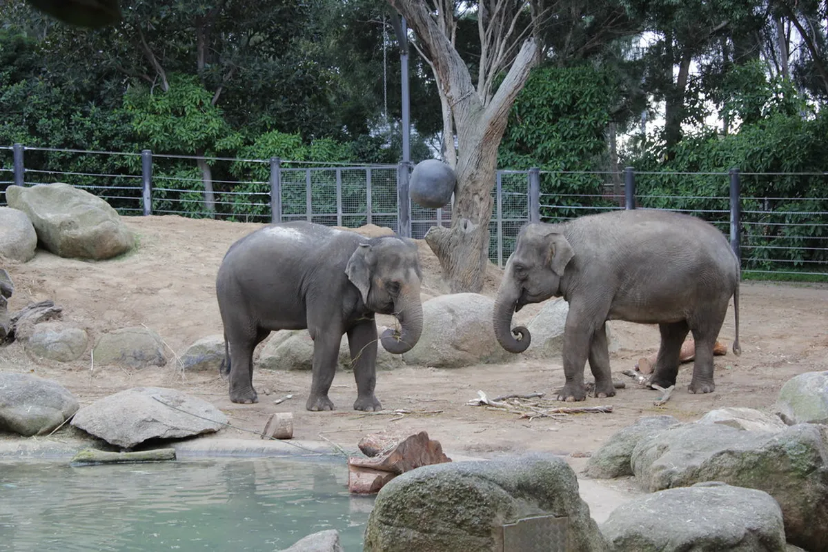 Elephant Rock