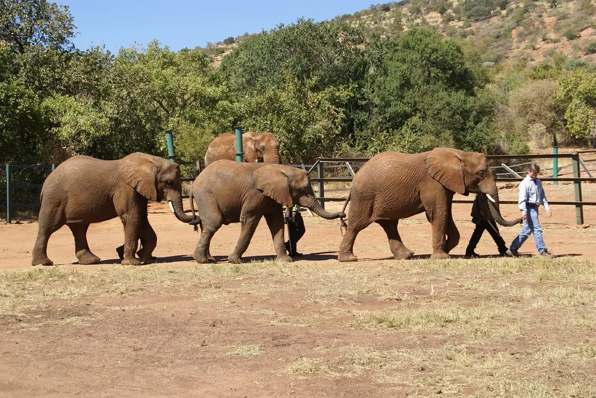 Elephant Sanctuary