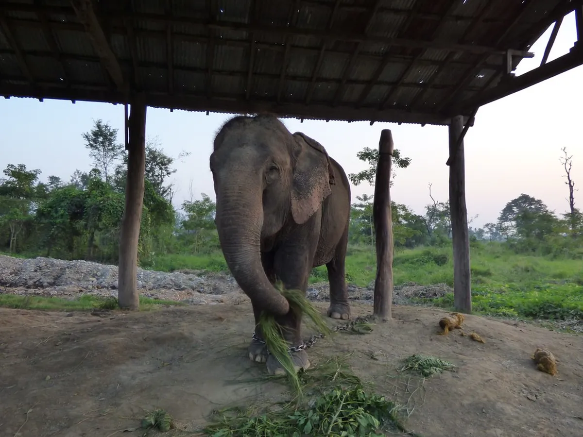 Elephant Stables
