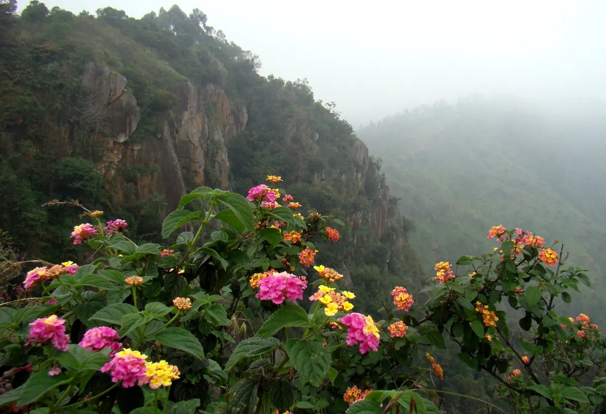Green Valley View (Suicide Point)