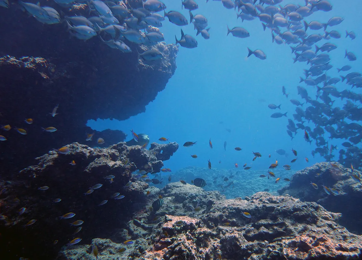 Hidden Reefs