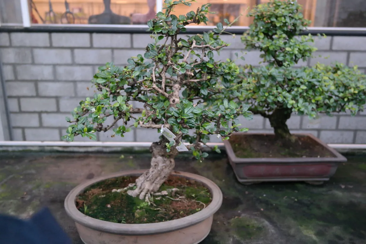 Hoka Trees