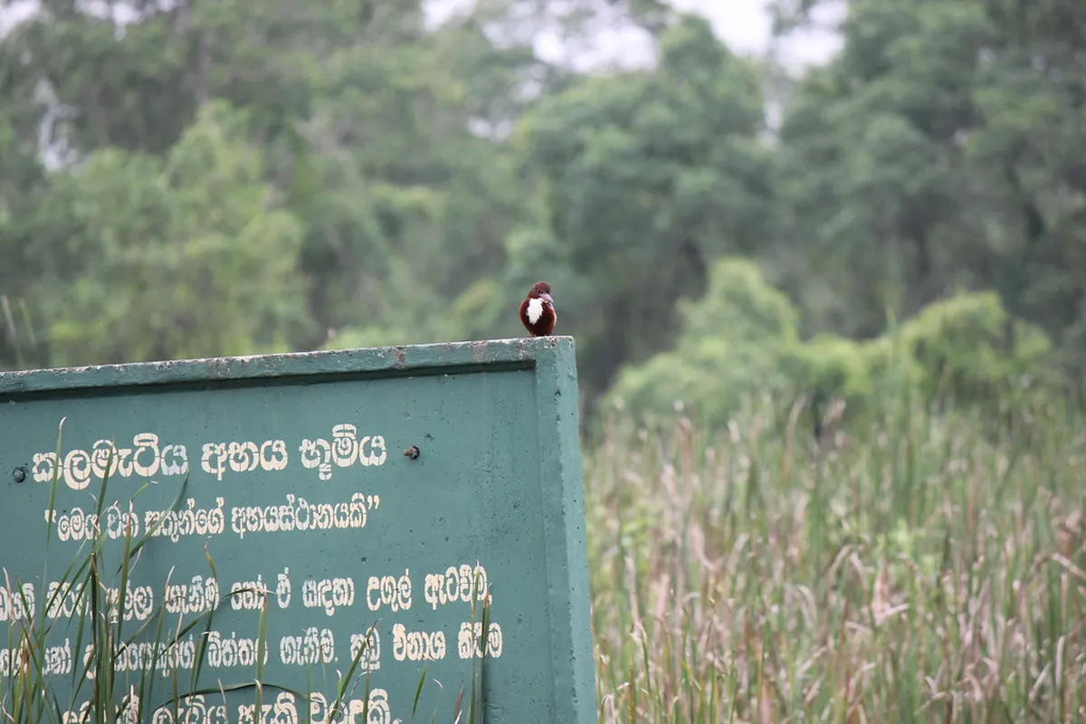 Kalametiya Bird Sanctuary