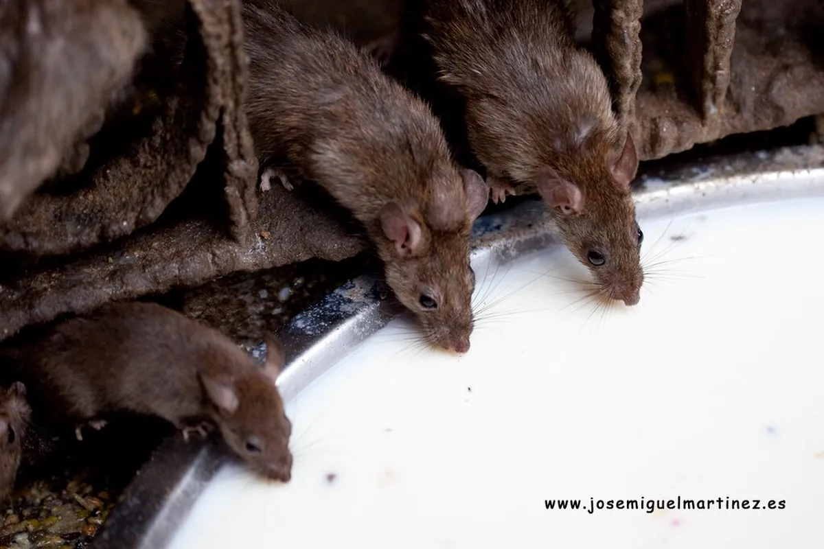 Karni Mata Temple (Rat Temple)
