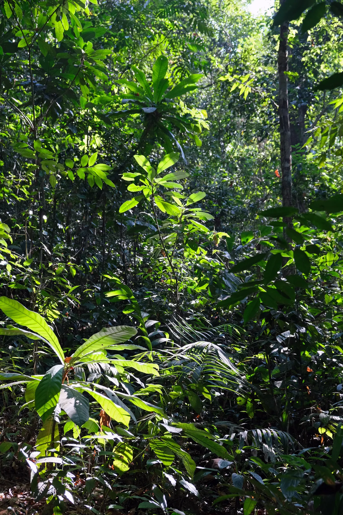 Koh Chang's Rainforest
