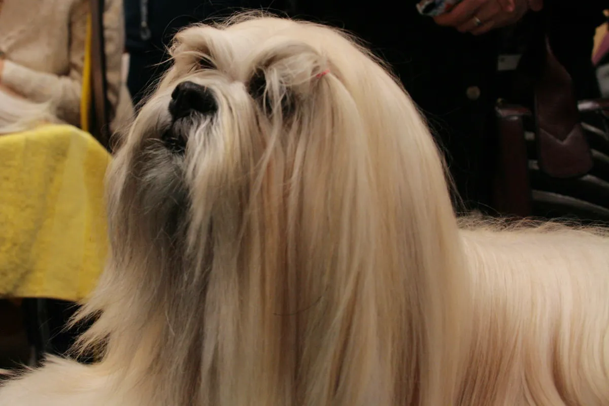 Introduction to lhasa activities