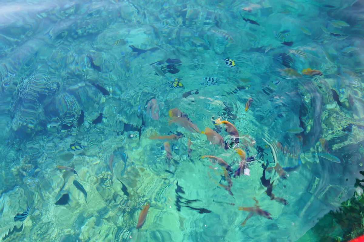 Lovina Reef