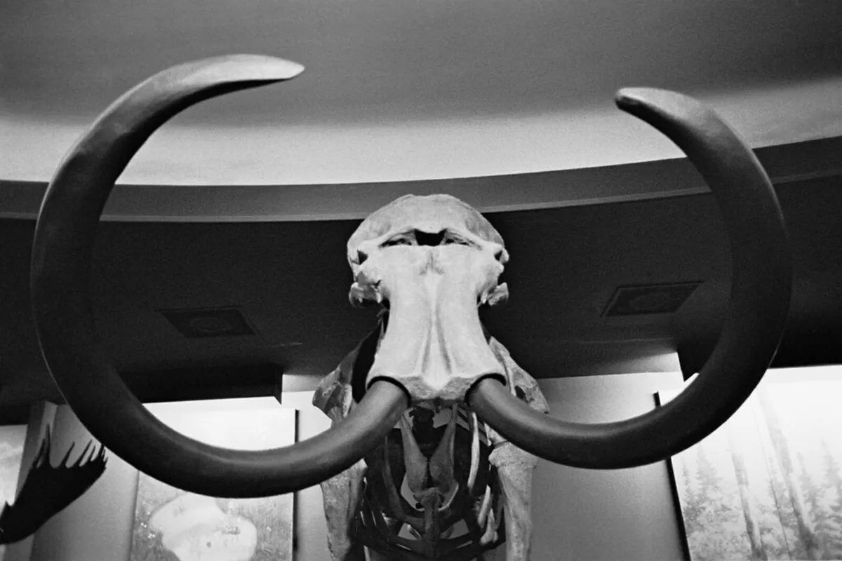Mammoth Museum