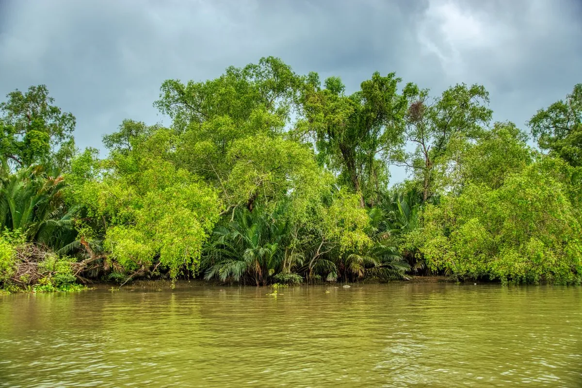 Mangrove River