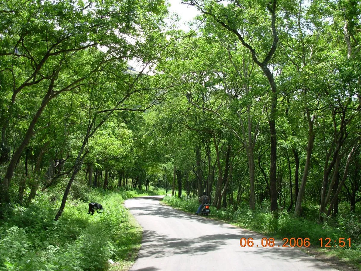 Marayoor Sandalwood Forest