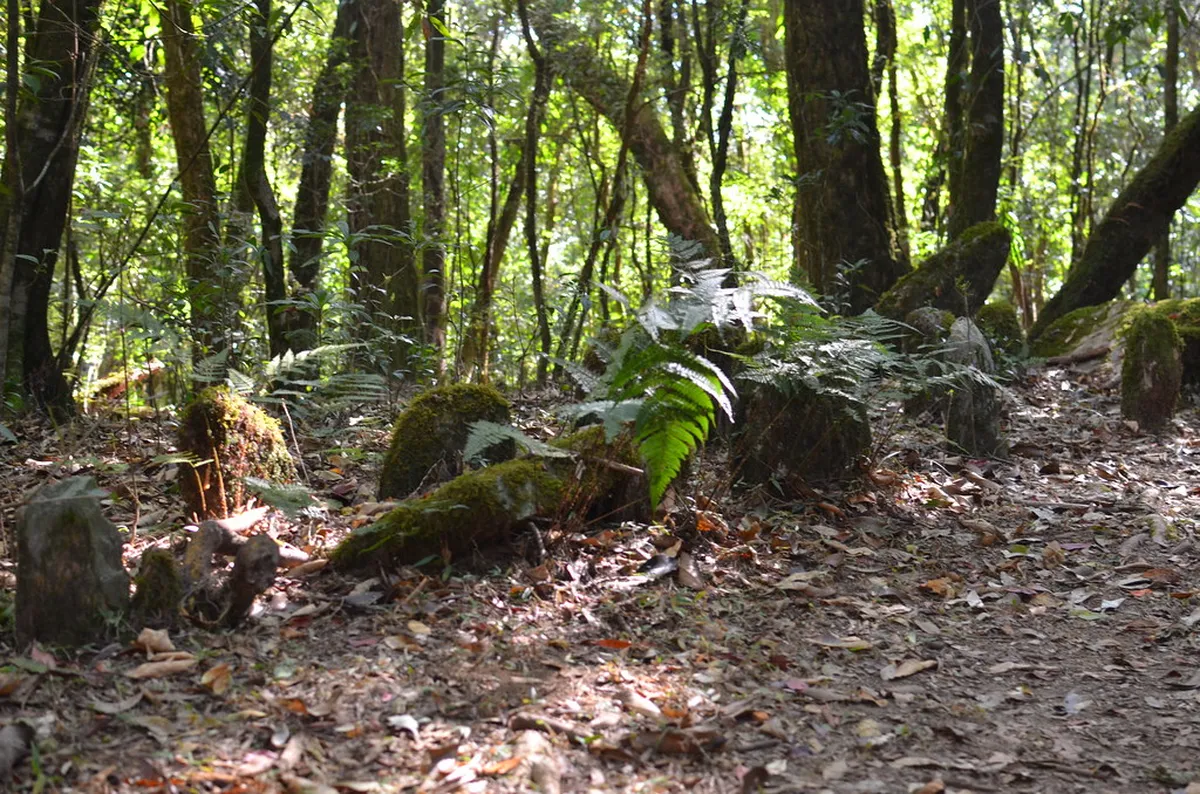 Mawphlang Sacred Forest