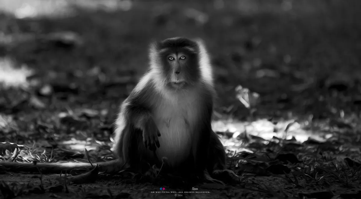Monkey Island