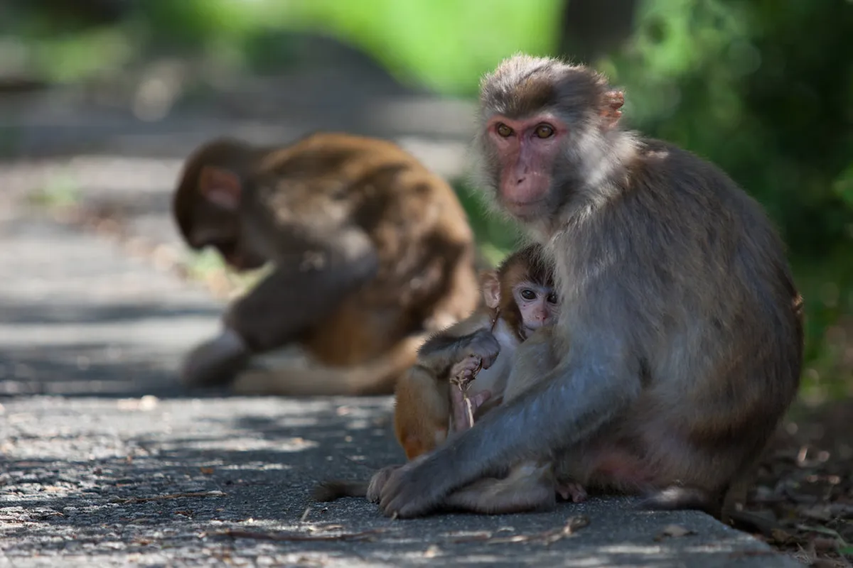 Monkey Mountain