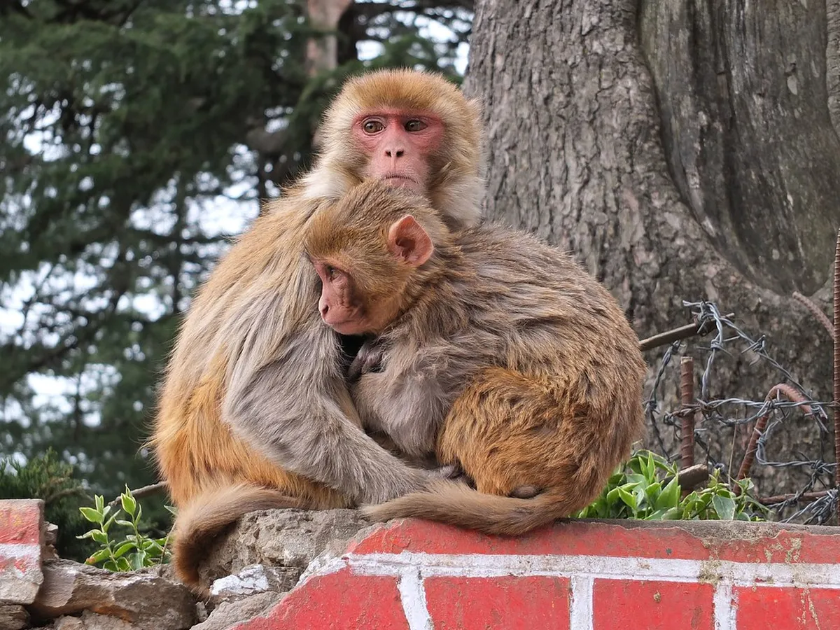 Monkey Temple (Hanuman Temple)