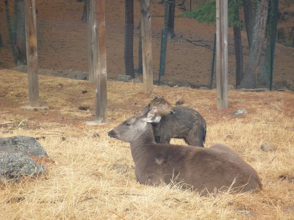 Motithang Takin Preserve