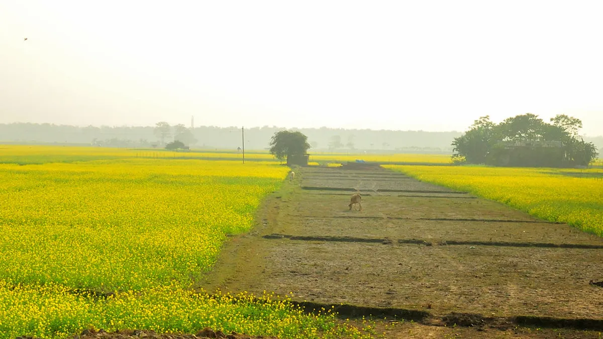 Pobitora Sanctuary
