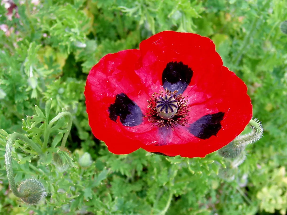 Poppies Lane