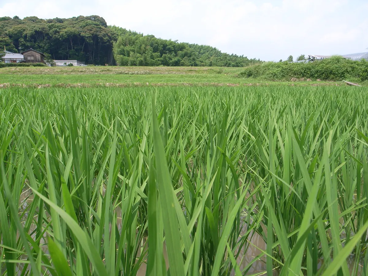 Rice Paddies