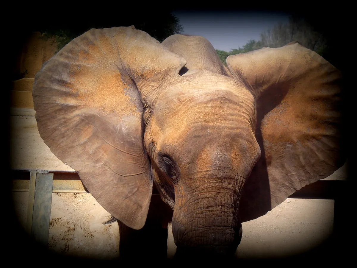 Riyadh Zoo