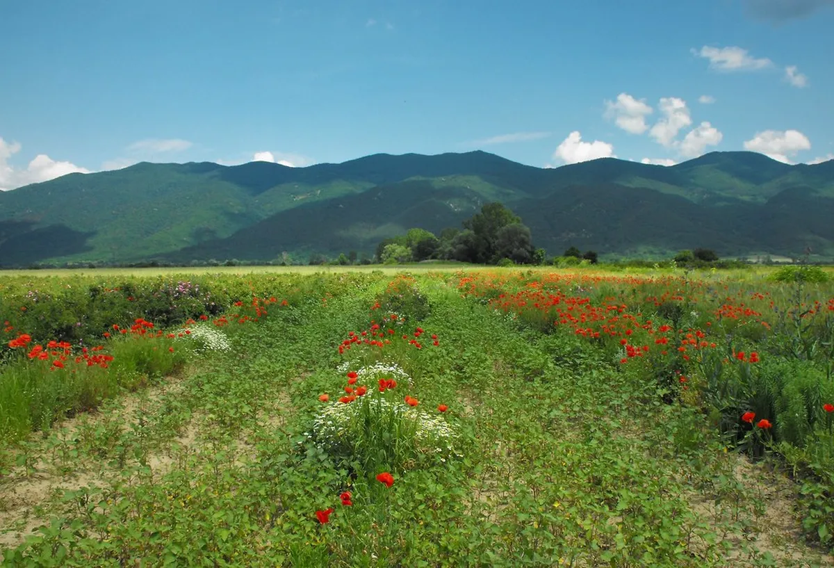 Rose Valley