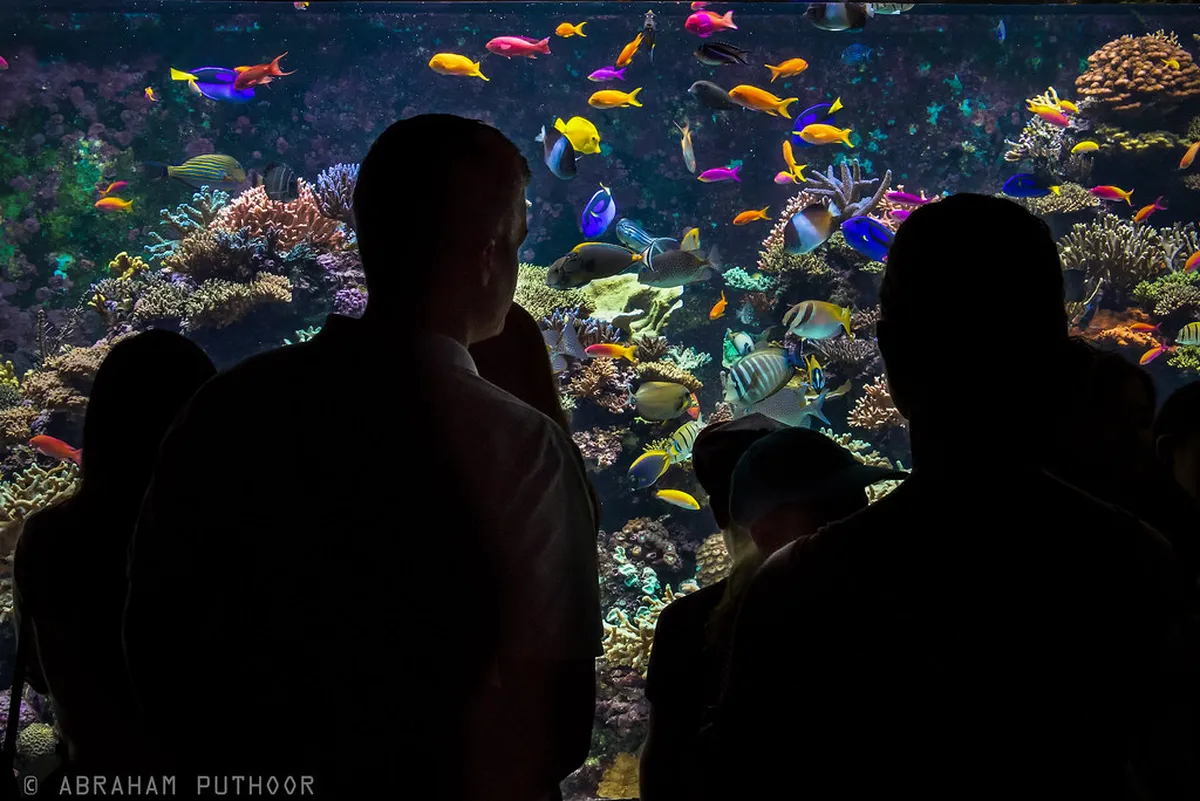 S.E.A Aquarium