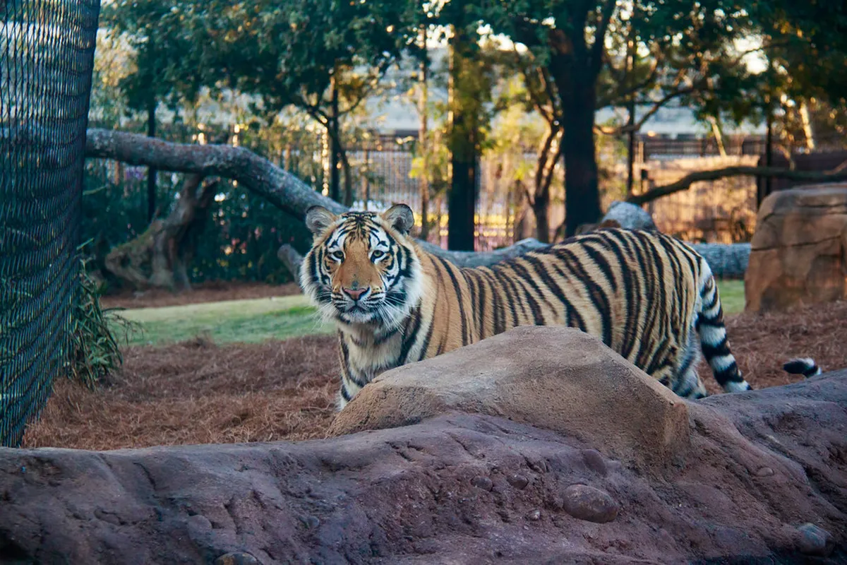Siberian Tiger Park