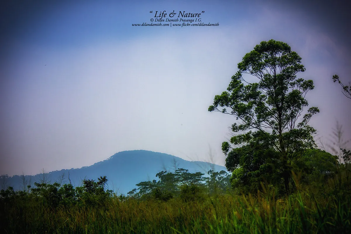Sinharaja Rainforest