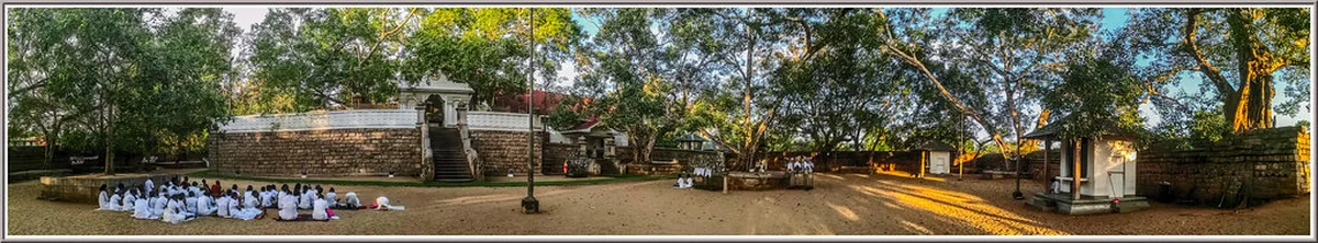 Sri Maha Bodhi Tree