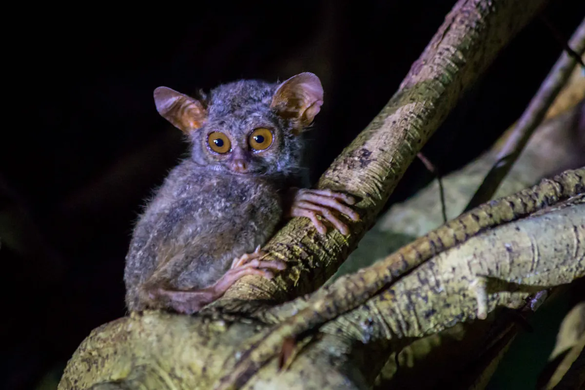 Tangkoko Nature Reserve