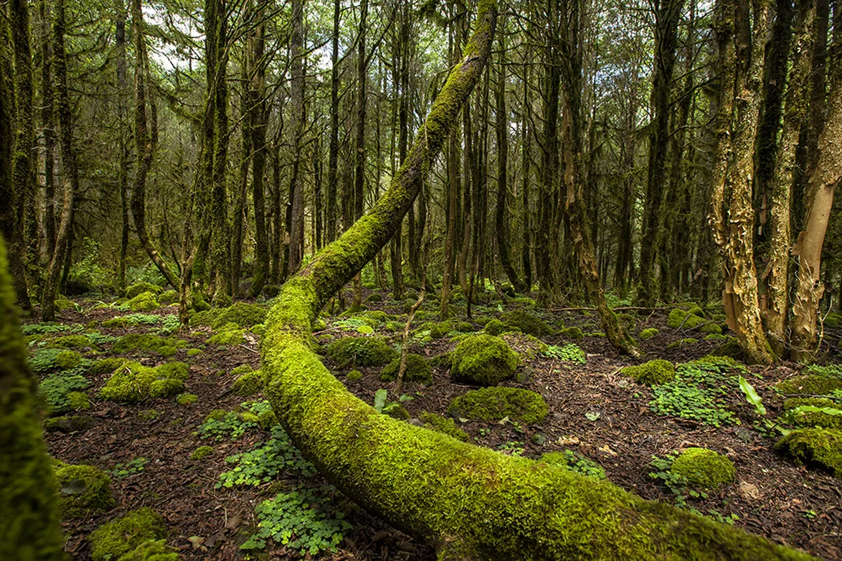 Tek Tek Mountains National Park