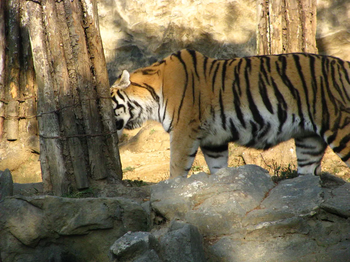 Tiger Cave