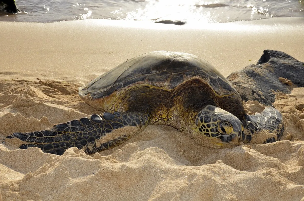 Turtle Islands National Park